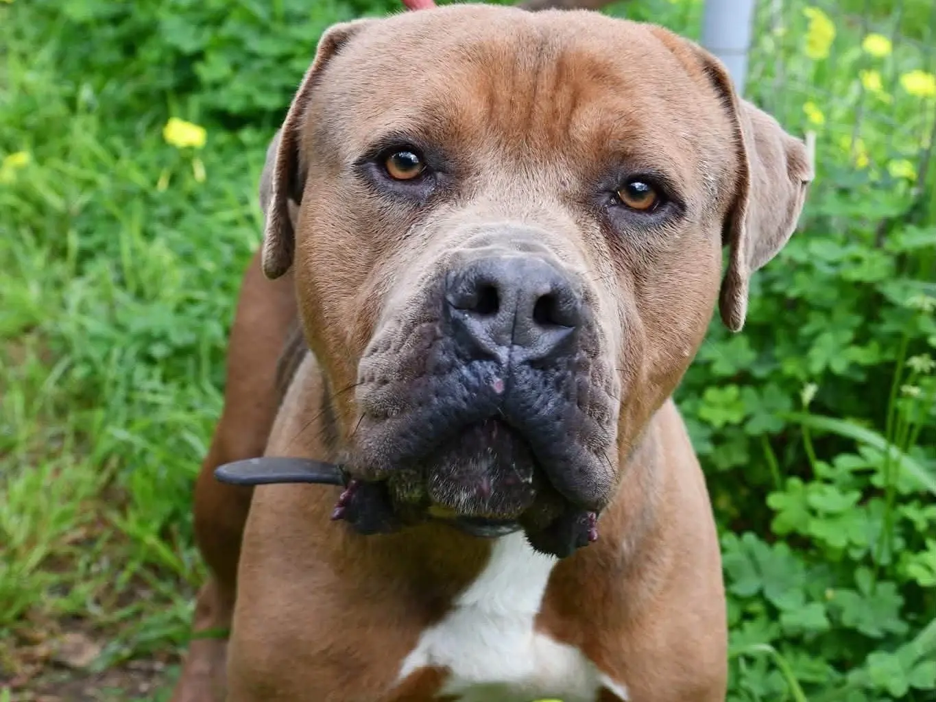 Vuoi adottare un cane a Brindisi?