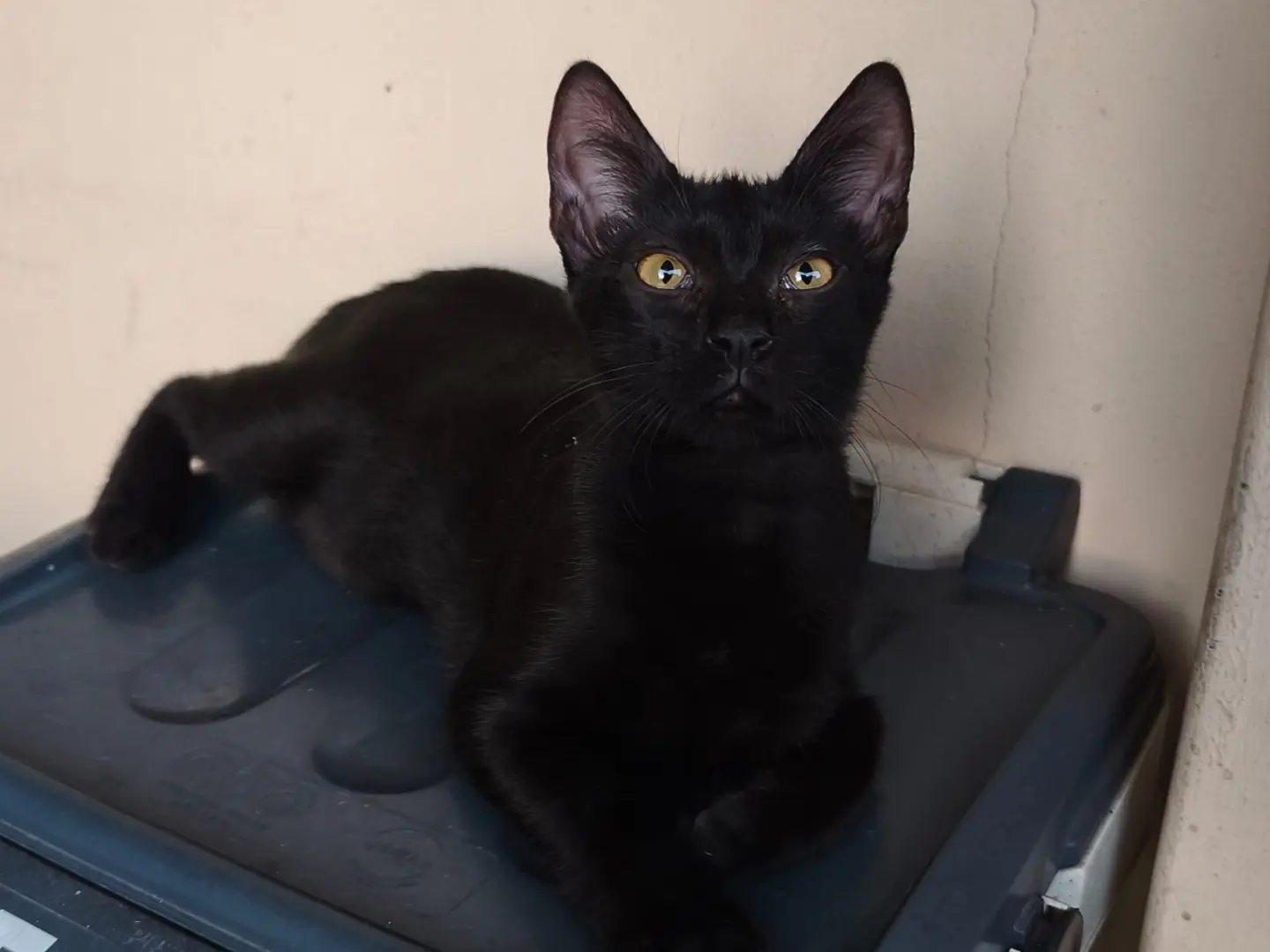 Adotta un gatto, taglia non valida, femmina, Latina