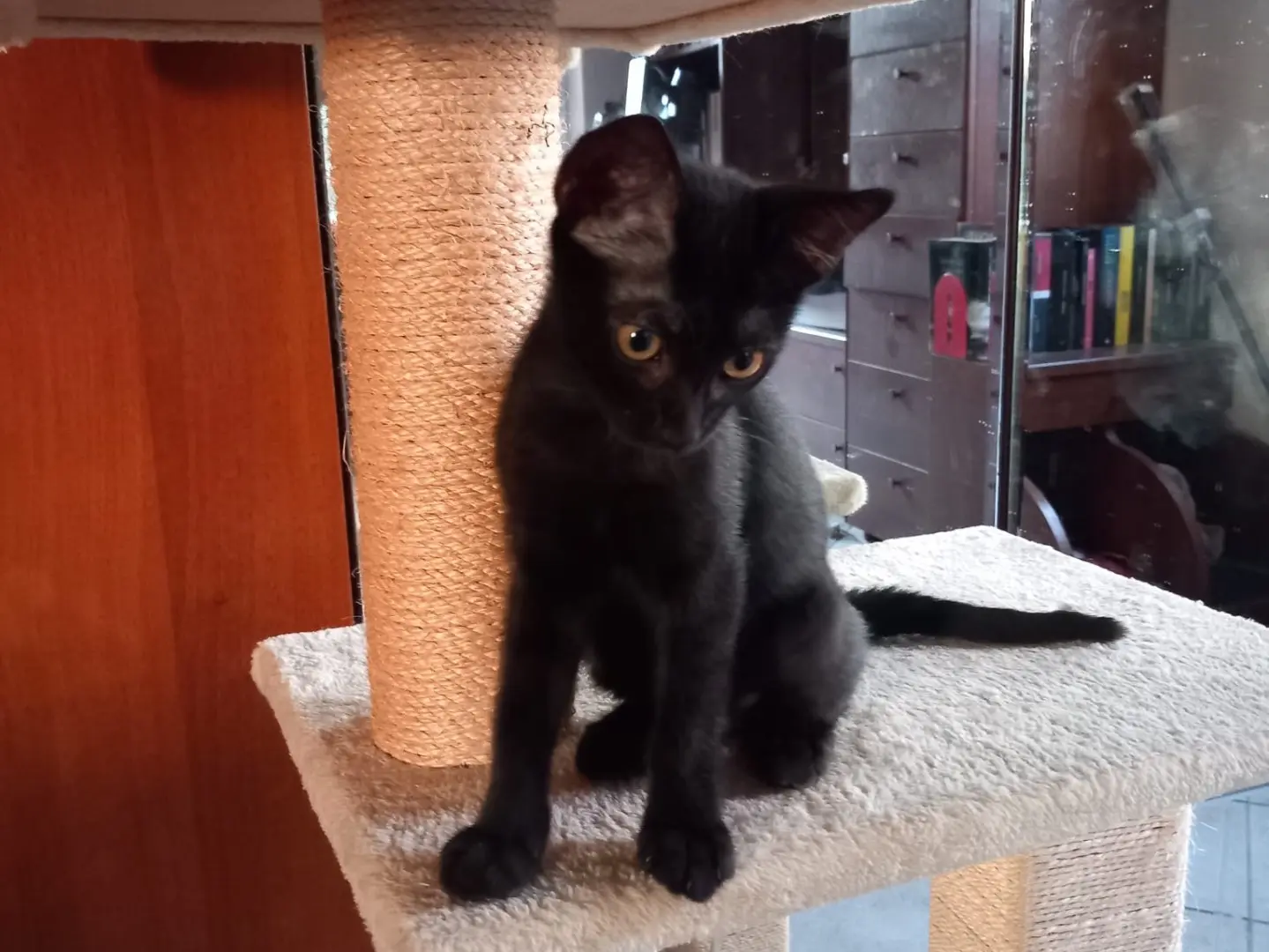 Adotta un gatto, femmina, 6 mesi, Latina