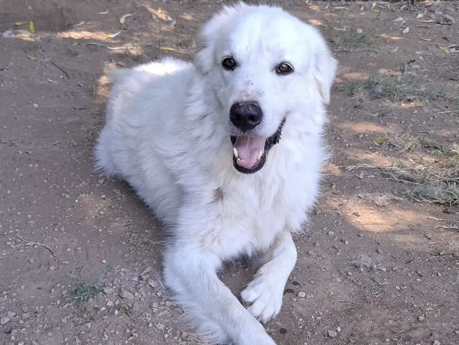 Adozione cane, maschio, Razza sconosciuta Razza sconosciuta, 4 anni e 3 mesi, taglia grande, Caserta