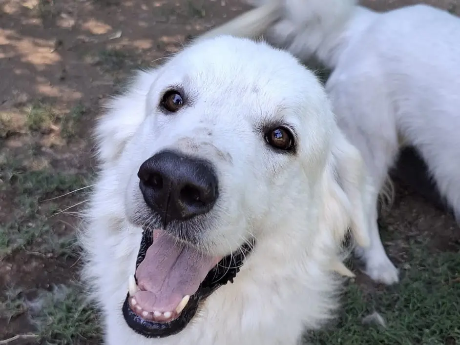 Adotta un cane, maschio, 4 anni e 3 mesi, Caserta