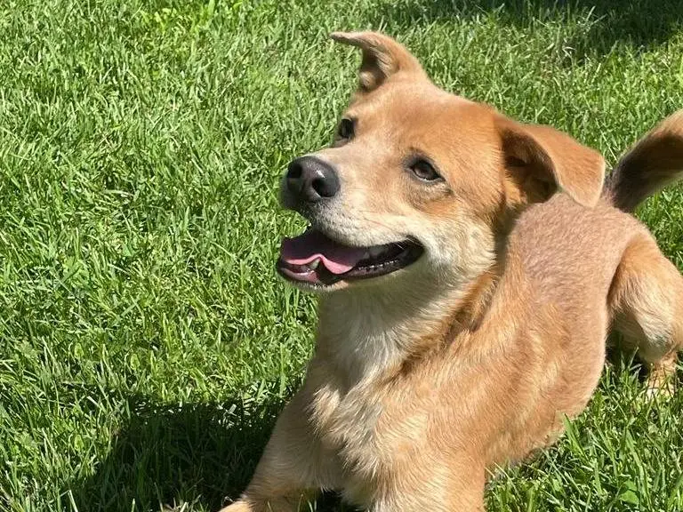 Adotta un cane, maschio, 6 anni e 5 mesi, Pavia