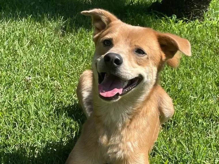 Adozione cane, maschio, Razza sconosciuta Razza sconosciuta, 6 anni e 5 mesi, taglia media contenuta, Pavia