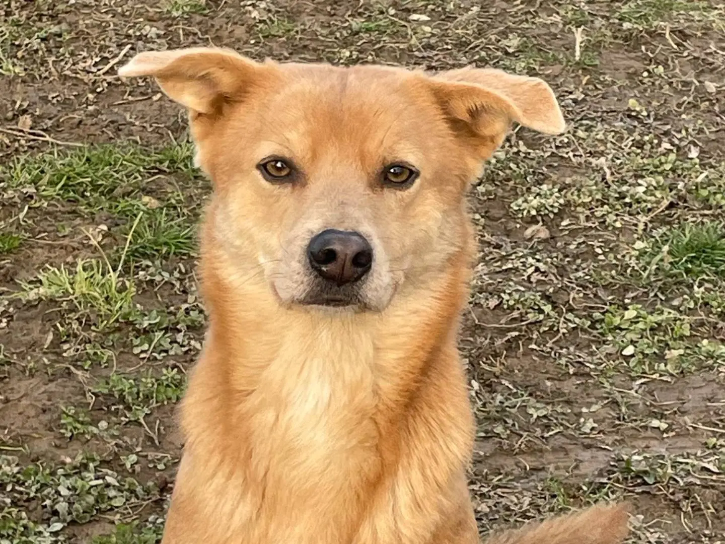 Adotta un cane, taglia media contenuta, maschio, Pavia