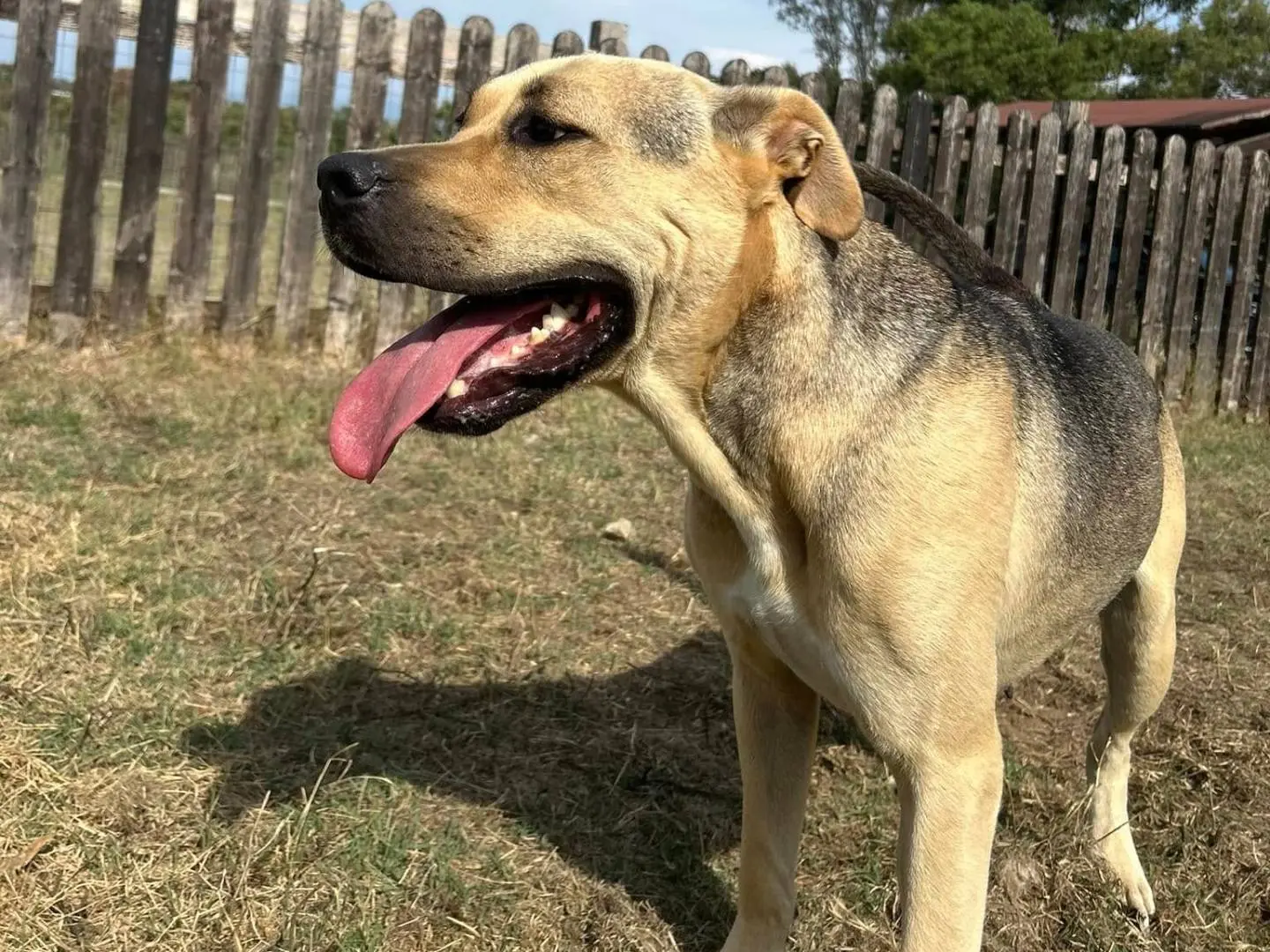 Vuoi adottare un cane a Latina?
