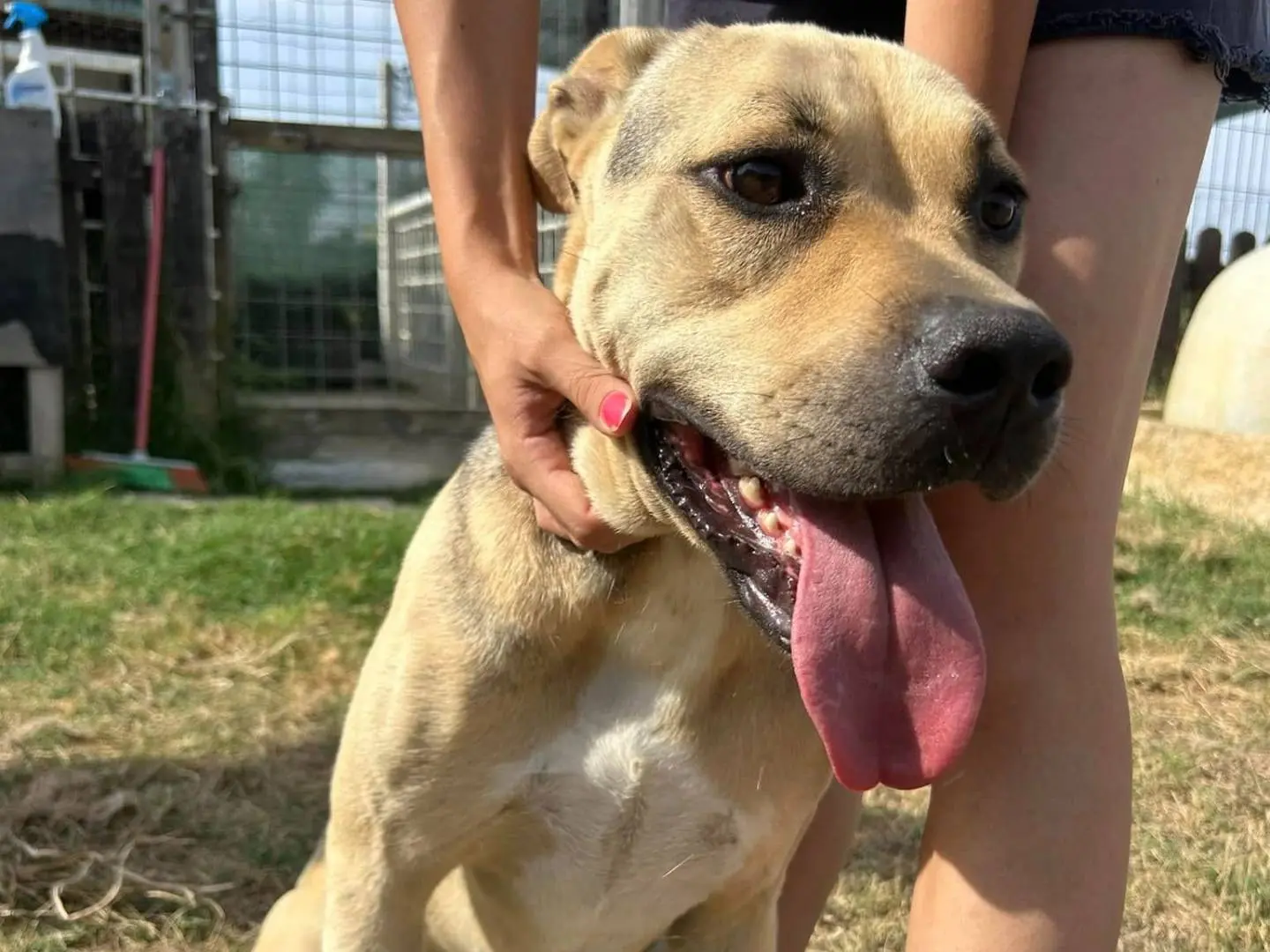 Adotta il cane Penelope a Latina