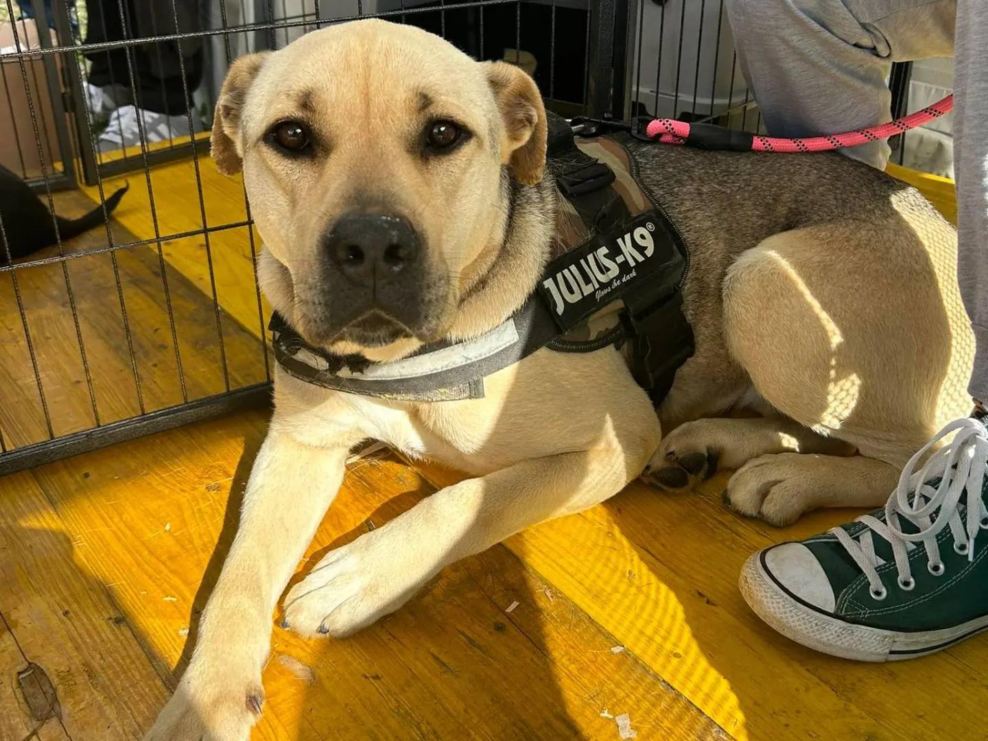Adotta un cane, taglia grande, femmina, Latina