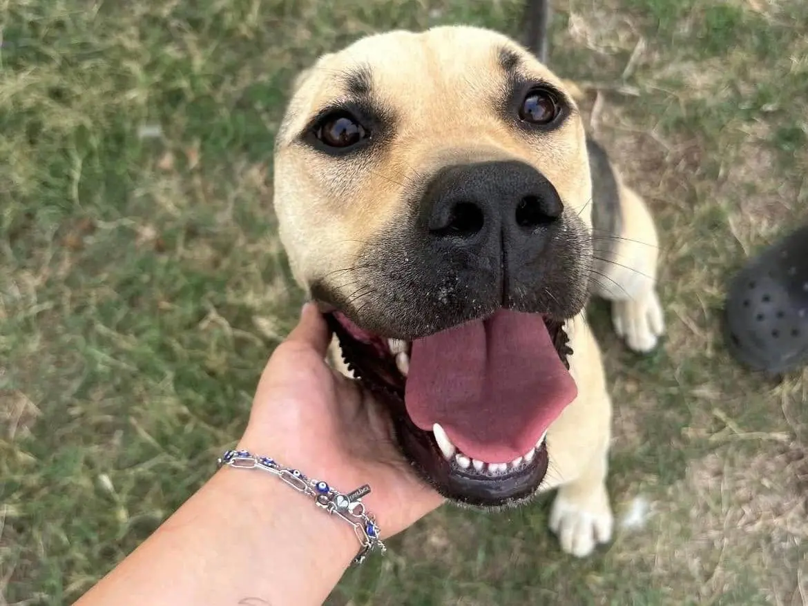 Adozione cane, femmina, Razza sconosciuta Razza sconosciuta, 11 anni e 2 mesi, taglia grande, Latina