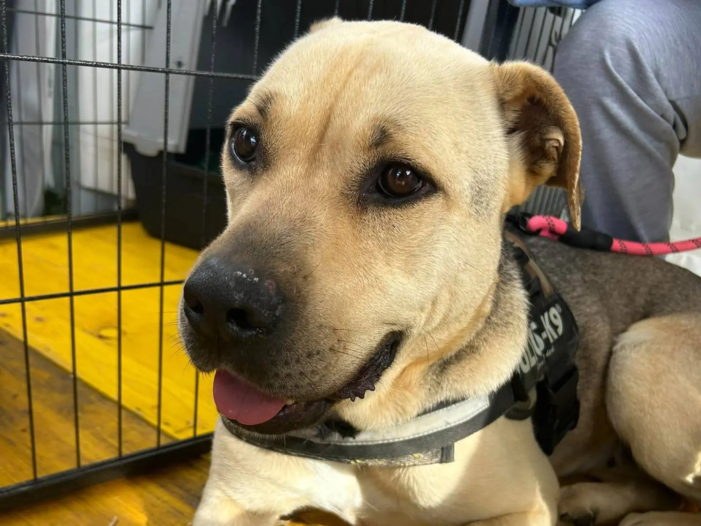 Adotta un cane, femmina, 11 anni e 2 mesi, Latina