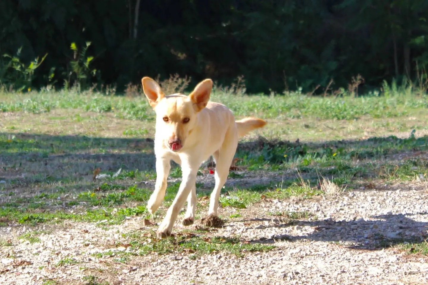 Foto 3 dell'animale