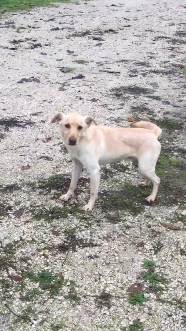 Vuoi adottare un cane a Viterbo?