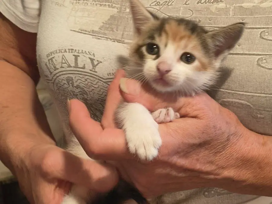 Vuoi adottare un gatto a Varese?