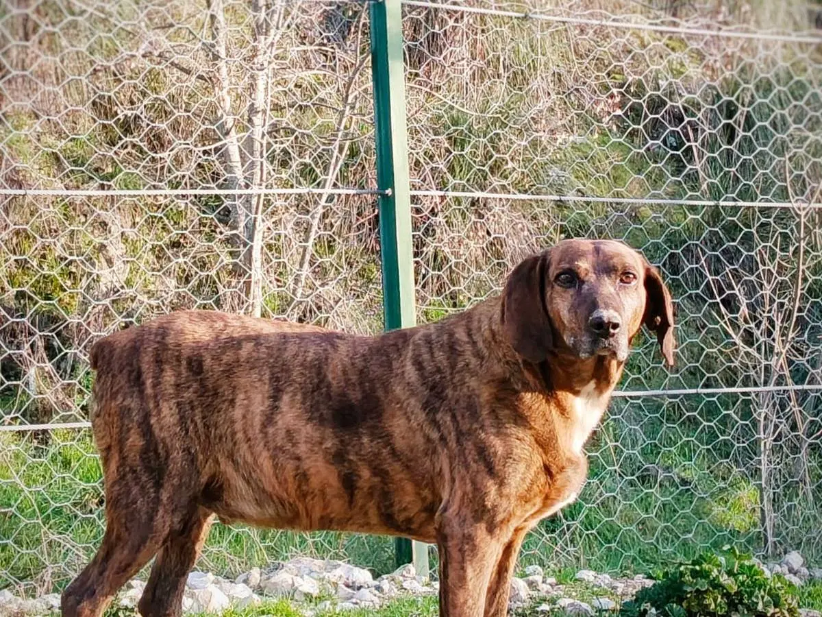 Vuoi adottare un cane a Terni?