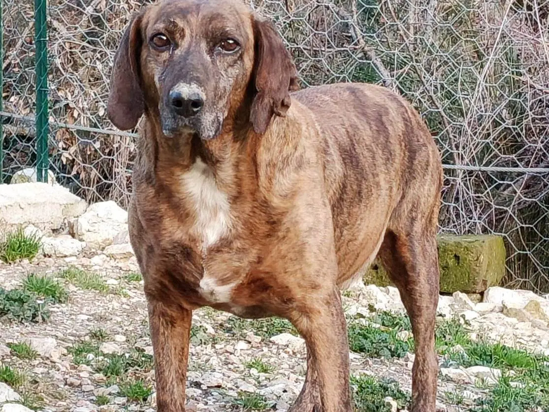 Adozione cane, maschio, Segugio Razza sconosciuta, 7 anni e 6 mesi, taglia media, Terni