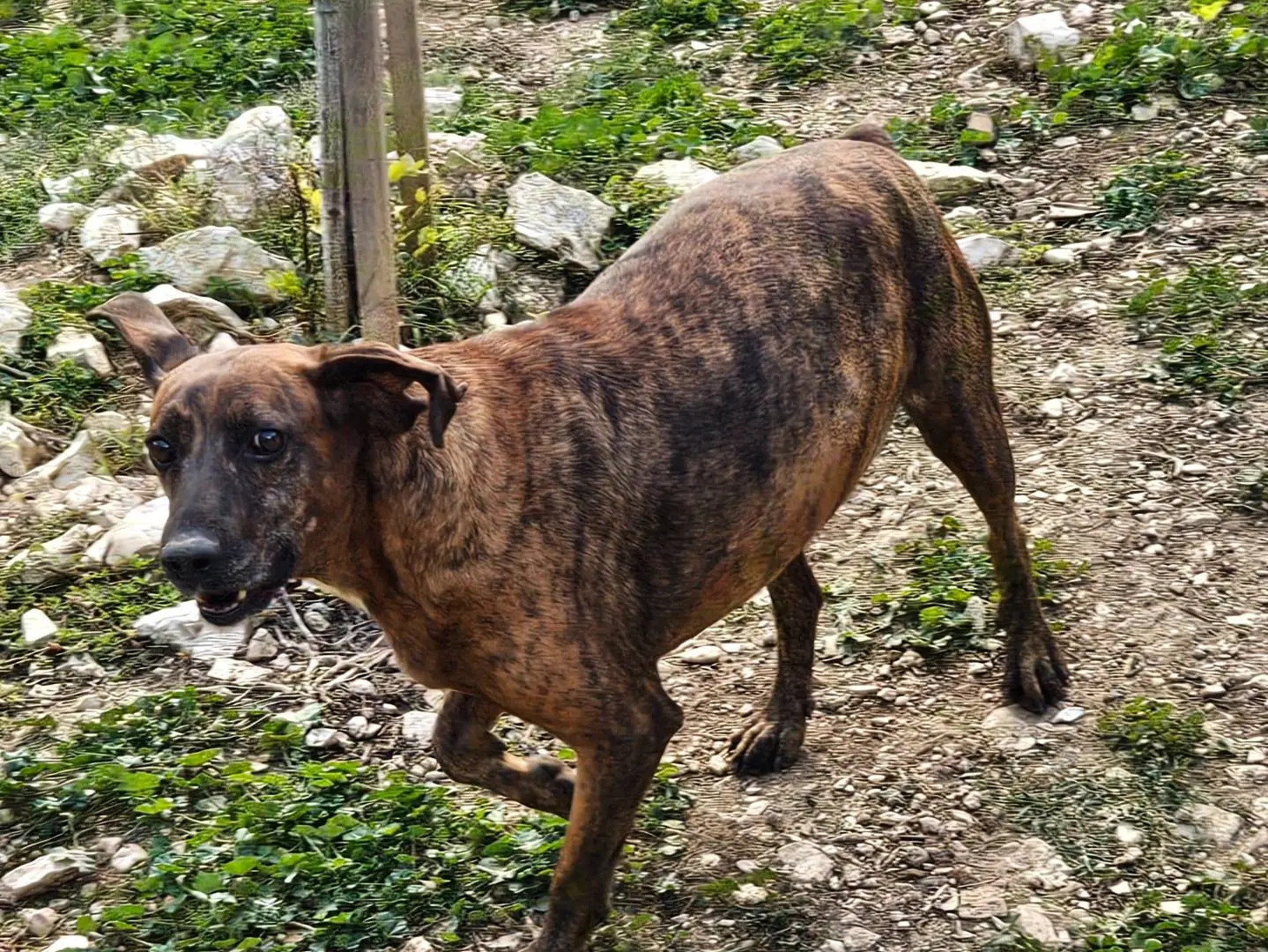 Adotta un cane, taglia media, maschio, Terni