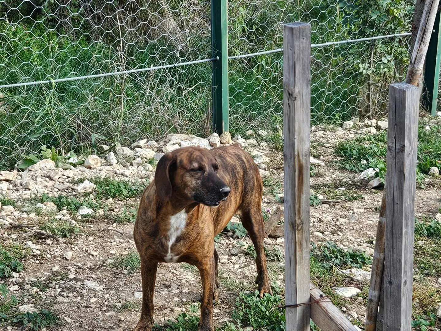 Adotta un cane, maschio, 7 anni e 6 mesi, Terni