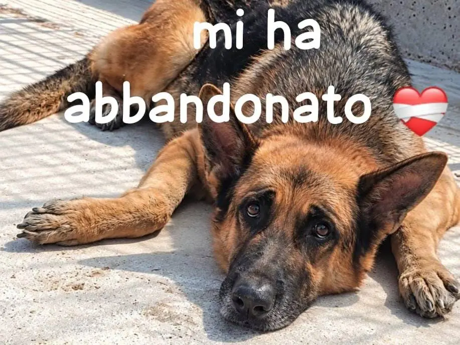 Foto 1 dell'animale