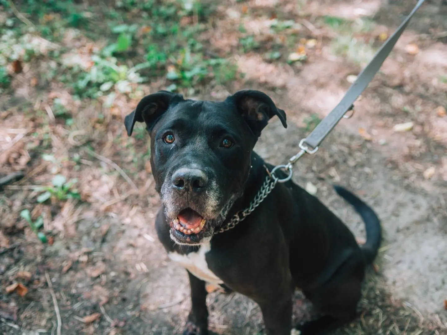 Adotta un cane, maschio, 9 anni e 7 mesi, Bologna