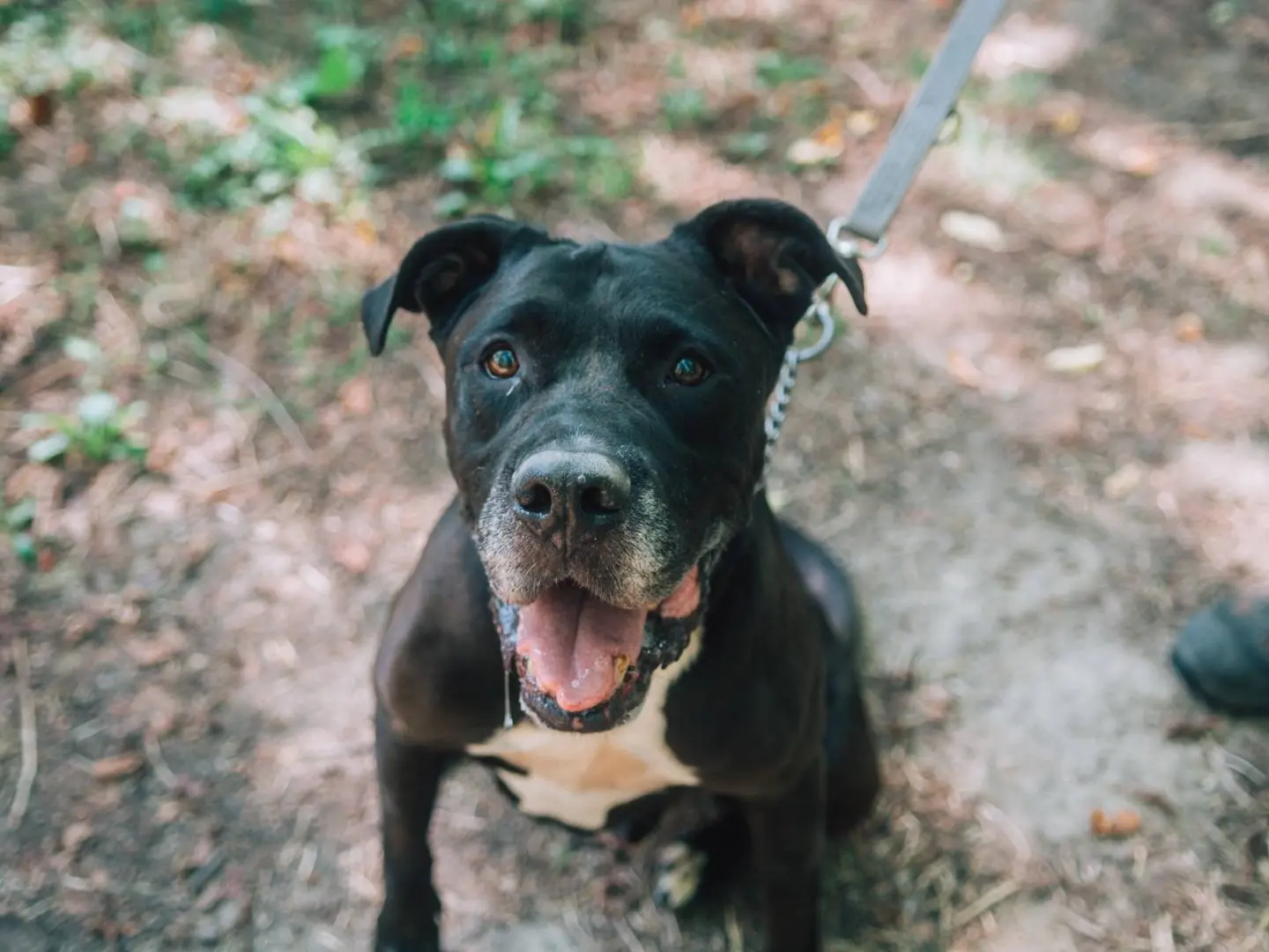 Adozione cane, maschio, Pitbull Corso, 9 anni e 7 mesi, taglia gigante, Bologna