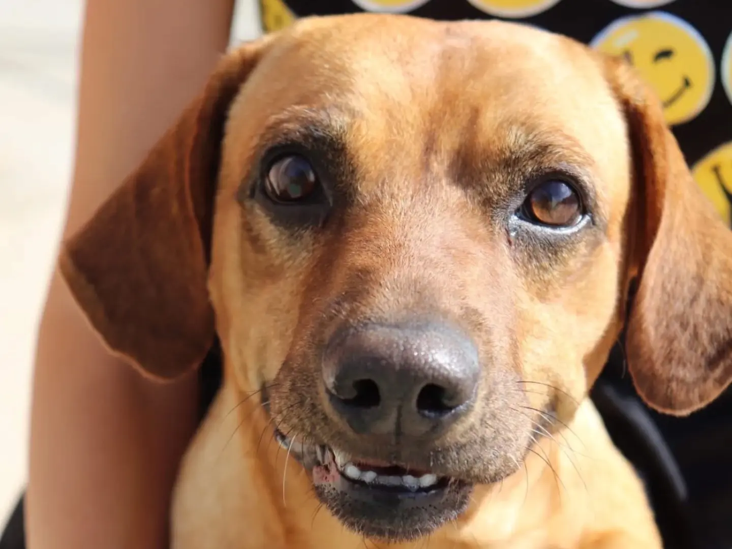 Adotta un cane, maschio, 4 anni e 10 mesi, Sud