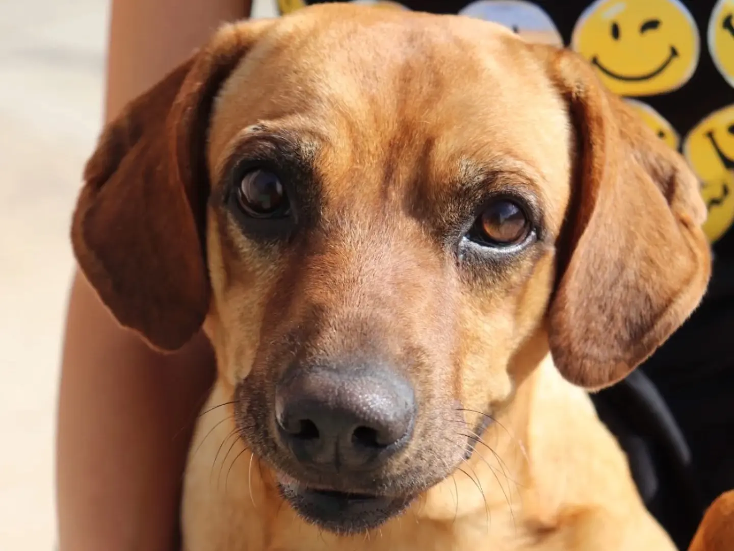 Adozione cane, maschio, Razza sconosciuta Razza sconosciuta, 4 anni e 10 mesi, taglia media contenuta, Sud