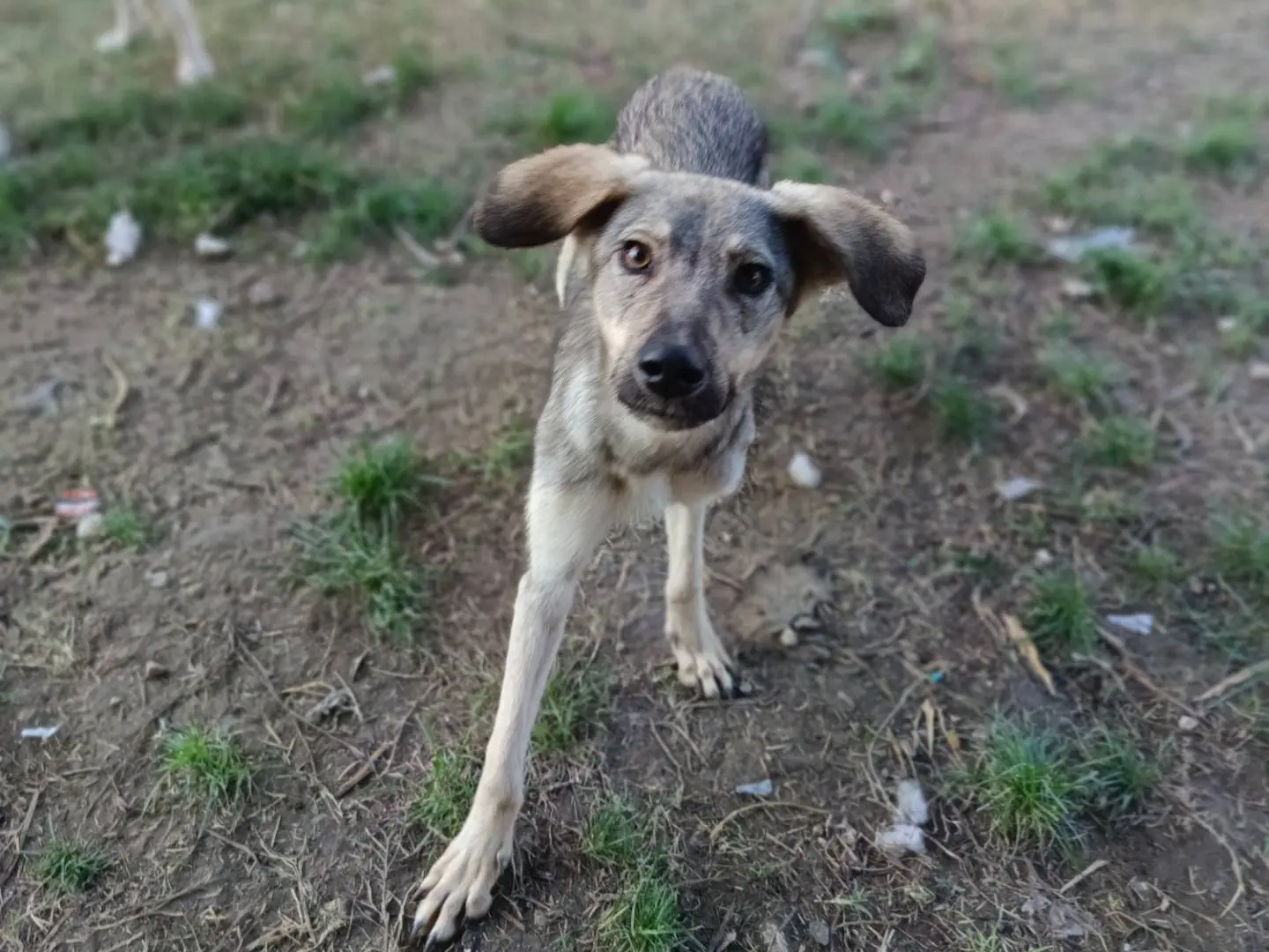 Adotta un cane, taglia media, maschio, Siracusa