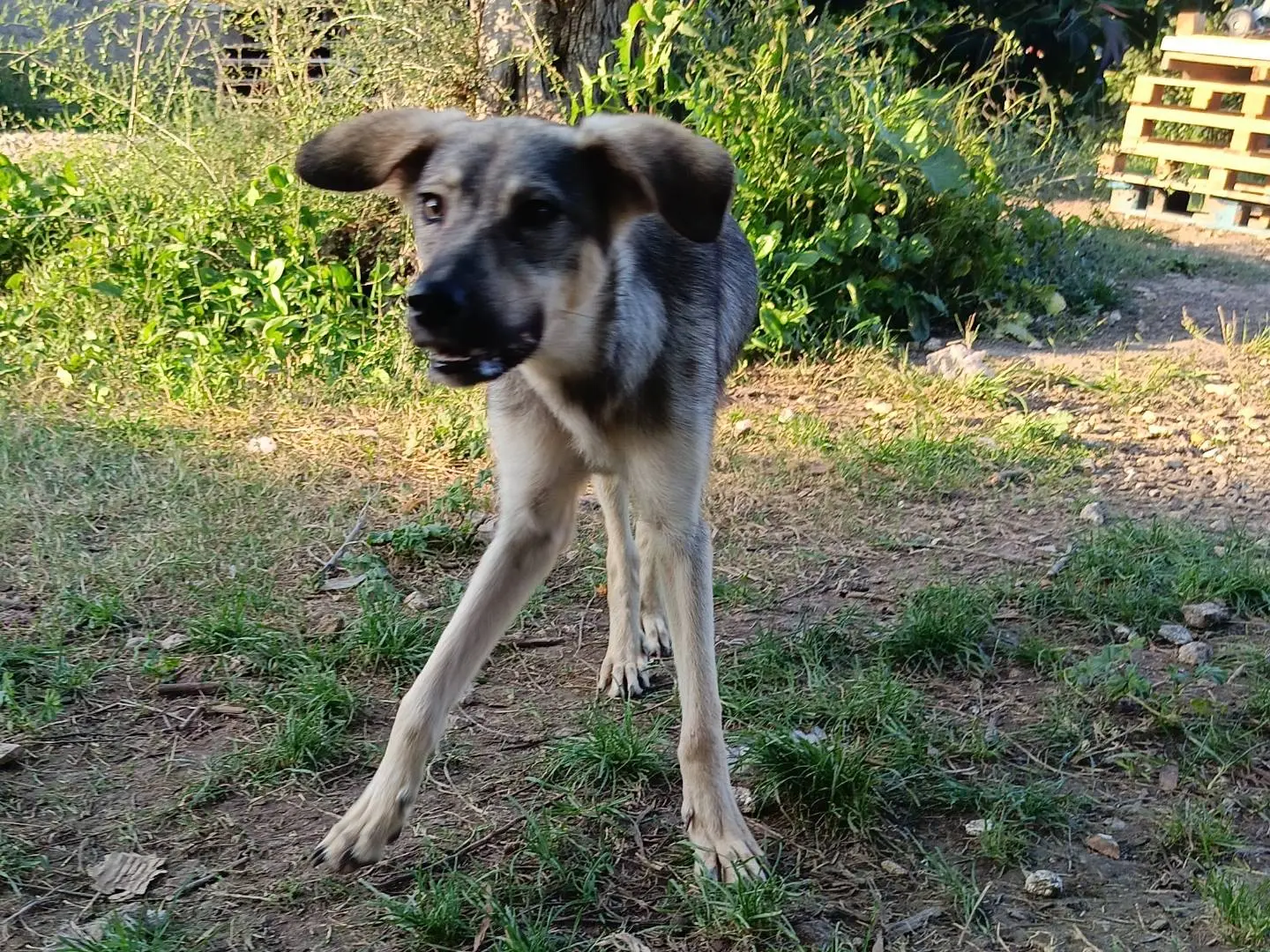 Vuoi adottare un cane a Siracusa?