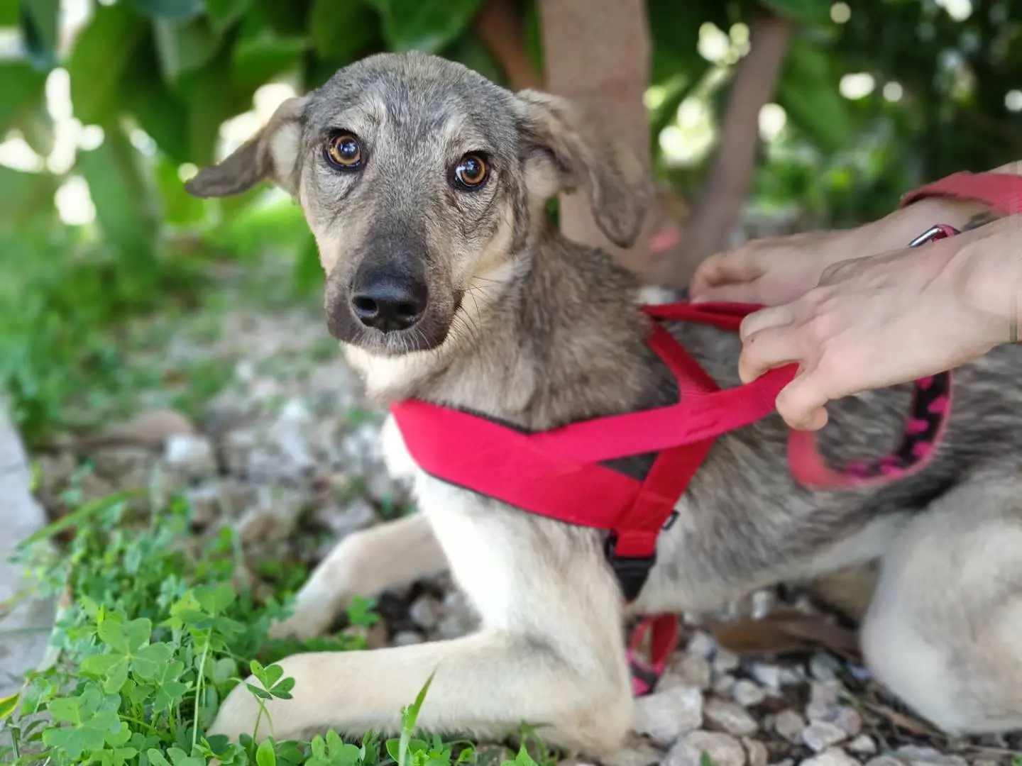 Adotta un cane, maschio, 12 anni e 7 mesi, Siracusa