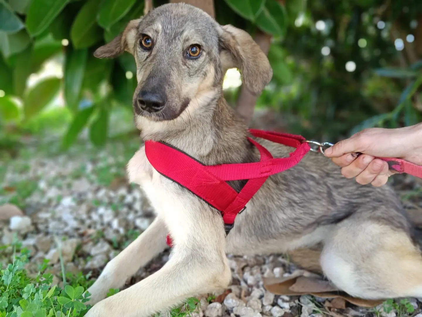 Adozione cane, maschio, Razza sconosciuta Razza sconosciuta, 12 anni e 7 mesi, taglia media, Siracusa