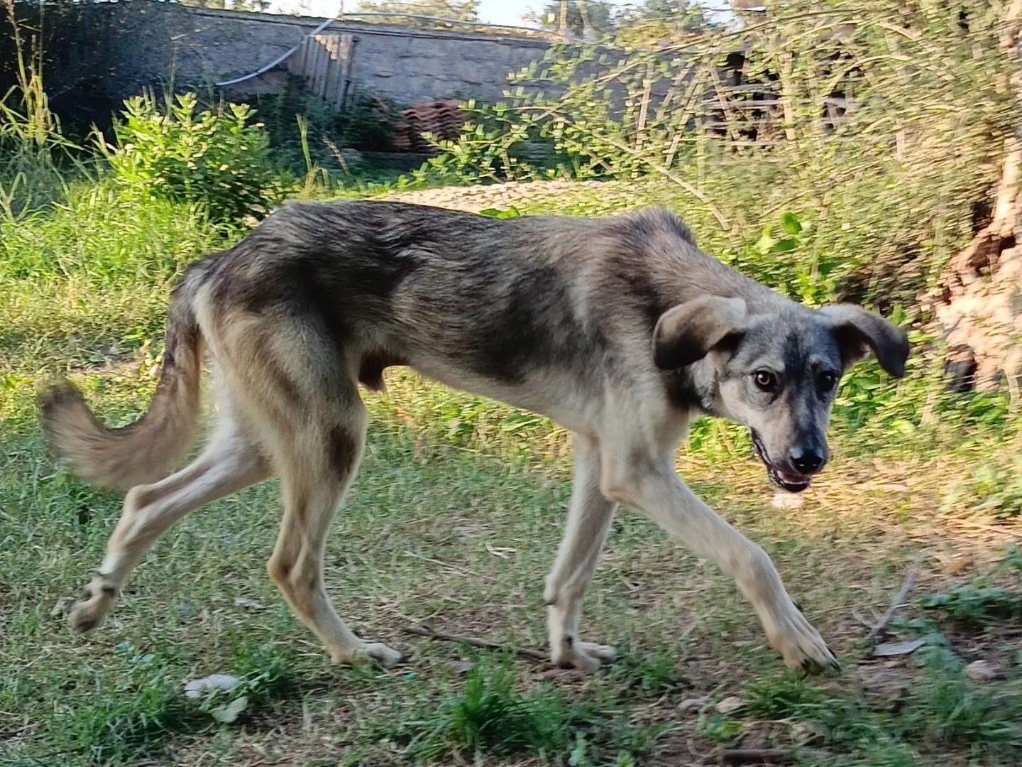 Adotta il cane Goose a Siracusa