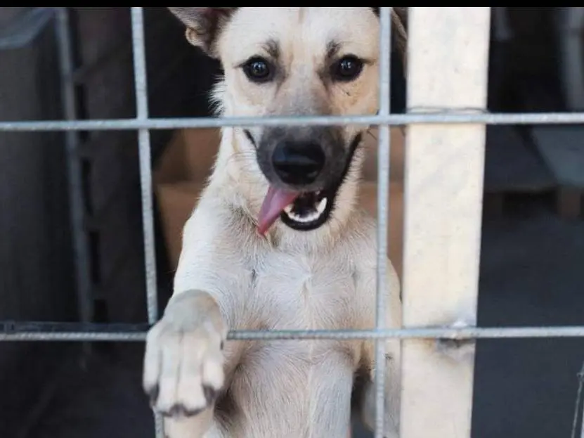 Adotta un cane, maschio, 4 anni e 7 mesi, Napoli
