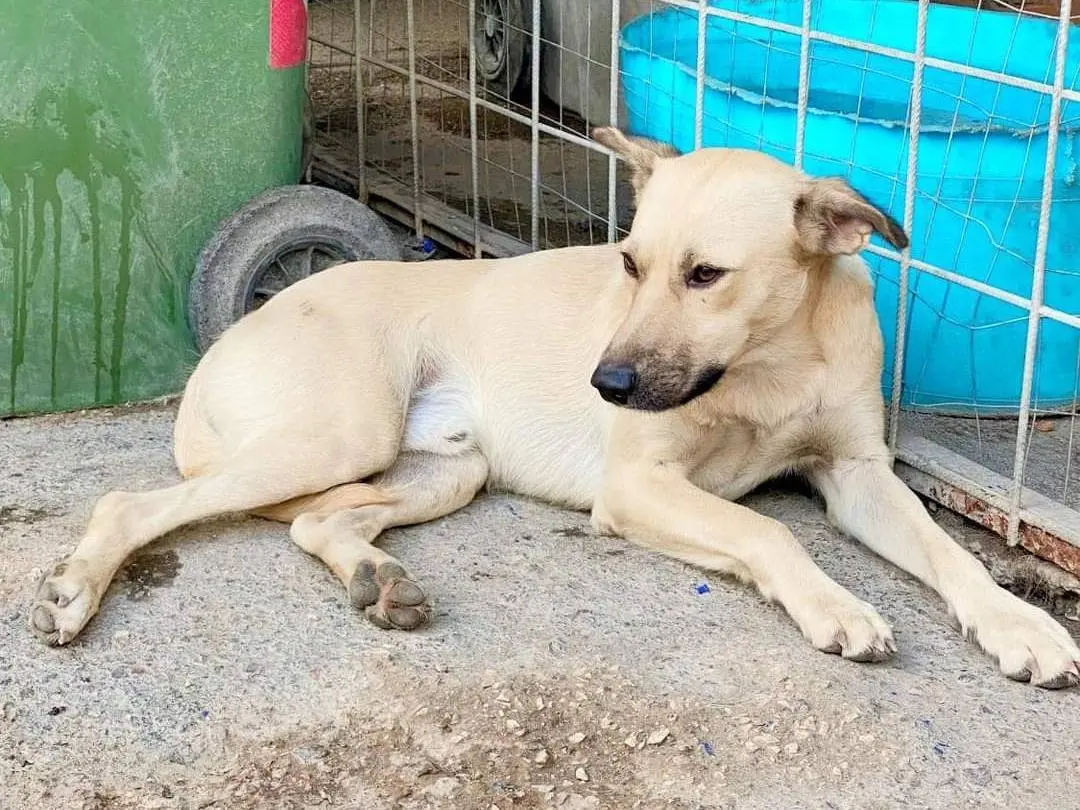 Adozione cane, maschio, meticcio, 4 anni e 7 mesi, taglia media, Napoli