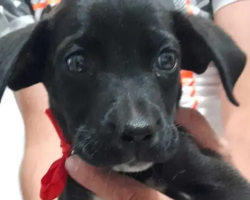 Adotta un cane, femmina, 3 anni e 4 mesi, Catania