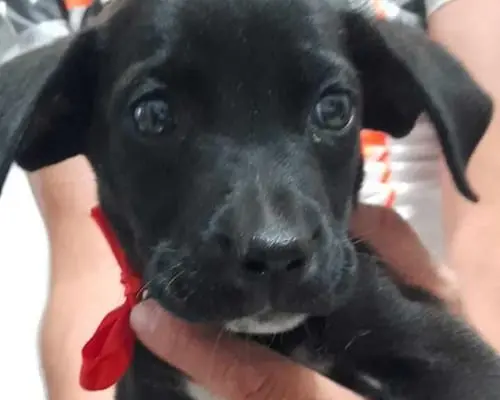 Adozione cane, femmina, meticcio, 3 anni e 4 mesi, taglia media, Catania