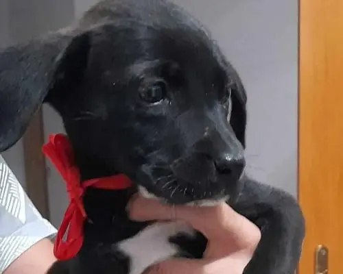 Adotta un cane, taglia media, femmina, Catania