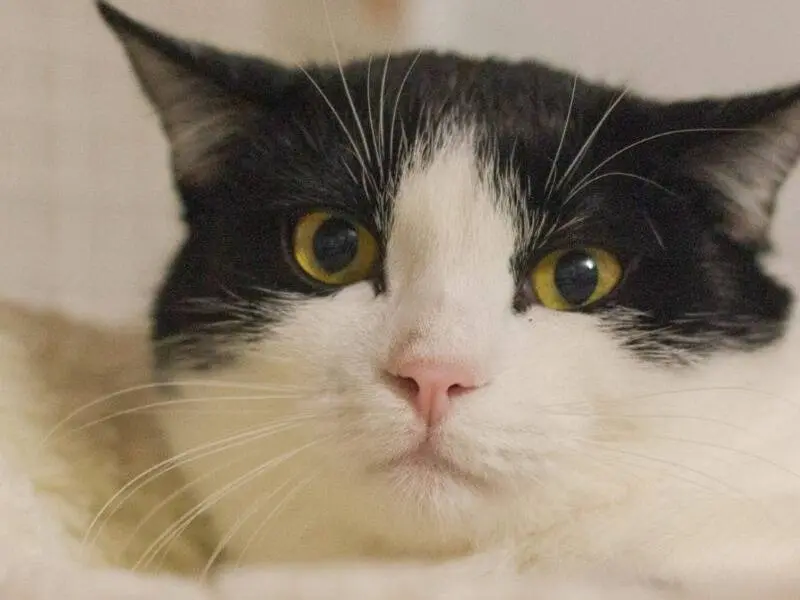 Adozione gatto, maschio, Razza sconosciuta Razza sconosciuta, 2 anni, taglia non valida, Monza
