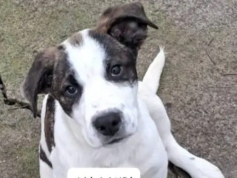 Adozione cane, maschio, Razza sconosciuta Razza sconosciuta, 11 mesi, taglia grande, Siracusa