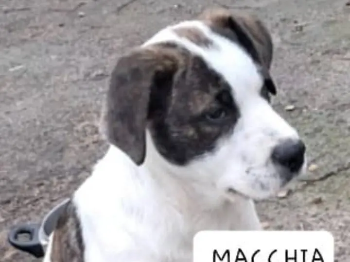 Vuoi adottare un cane a Siracusa?