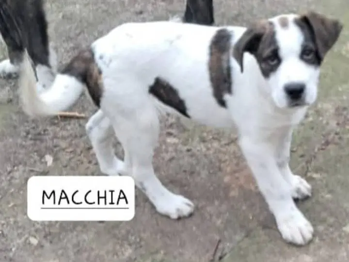 Adotta un cane, maschio, 11 mesi, Siracusa