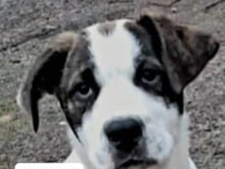 Adotta un cane, taglia grande, maschio, Siracusa