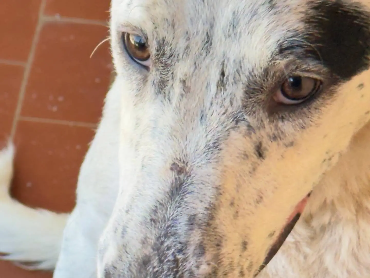 Adotta un cane, femmina, 1 anno, Trapani