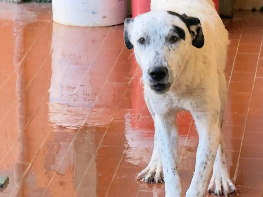 Adozione cane, femmina, Razza sconosciuta Razza sconosciuta, 1 anno, taglia media, Trapani