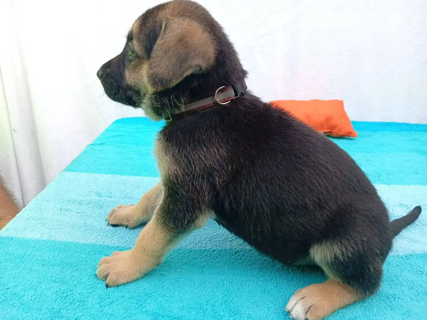 Vuoi adottare un cane a Cosenza?