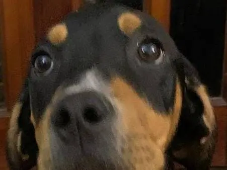 Vuoi adottare un cane a Cosenza?