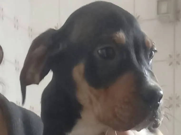 Adotta un cane, taglia media contenuta, maschio, Cosenza