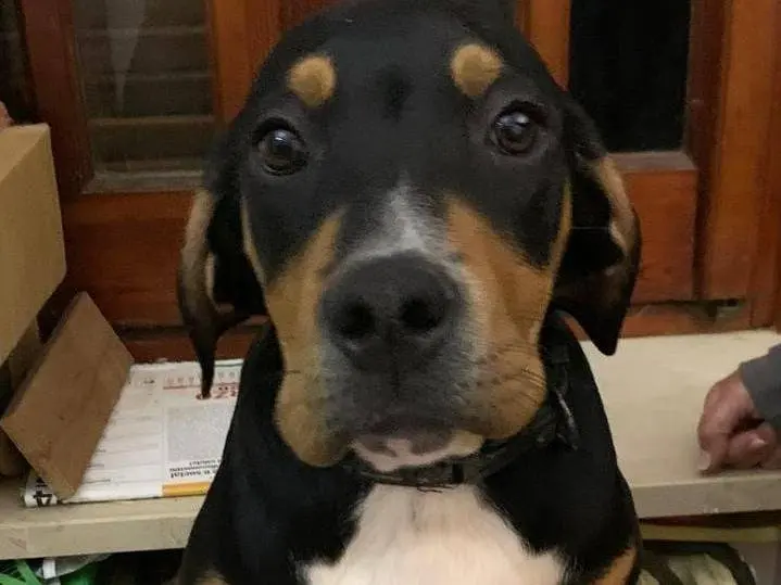 Adozione cane, maschio, Razza sconosciuta Razza sconosciuta, 9 mesi, taglia media contenuta, Cosenza