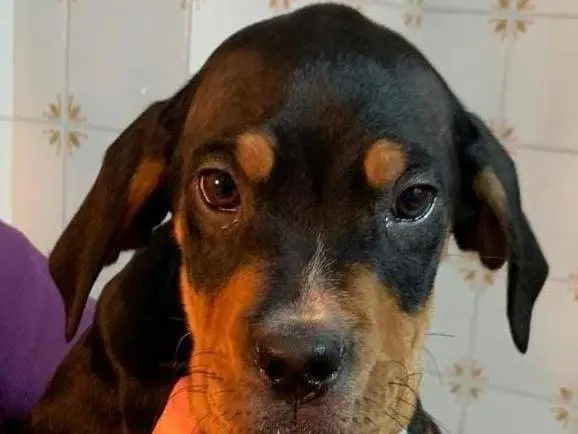 Adotta un cane, maschio, 9 mesi, Cosenza