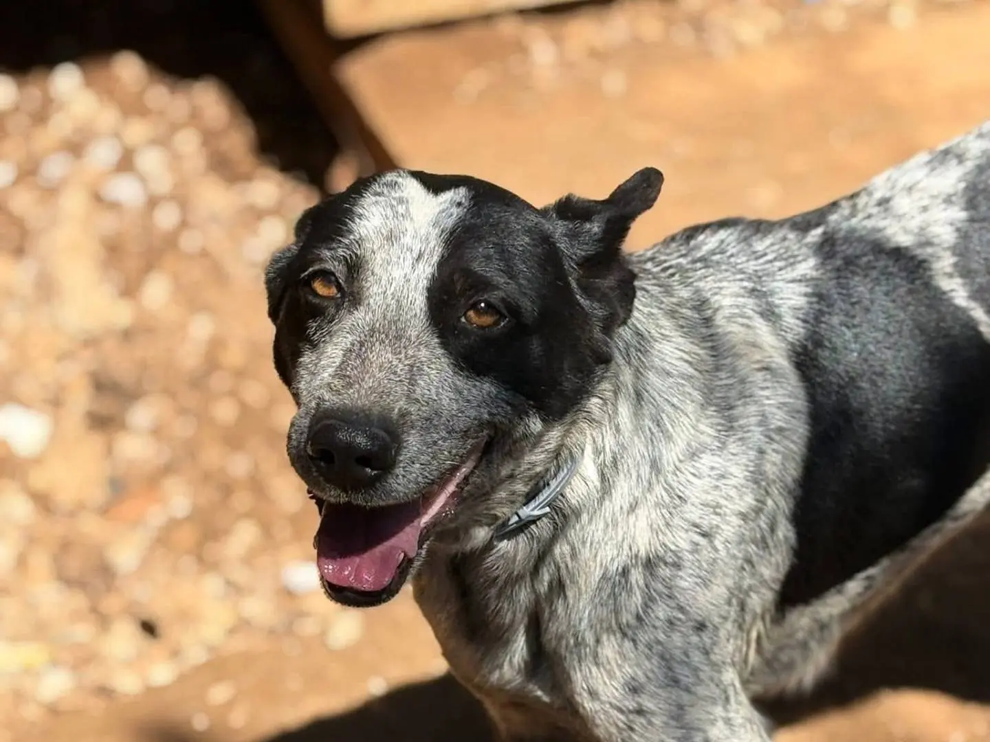 Adotta un cane, femmina, 3 anni, Palermo