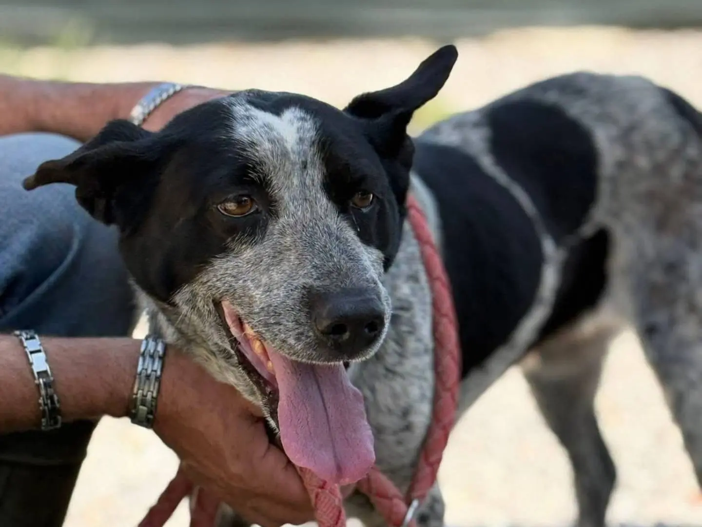 Adozione cane, femmina, Razza sconosciuta Razza sconosciuta, 3 anni, taglia media, Palermo