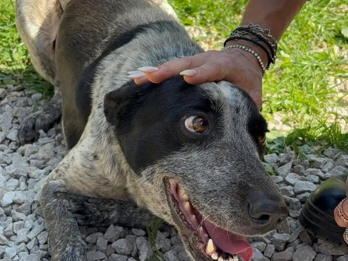 Vuoi adottare un cane a Palermo?